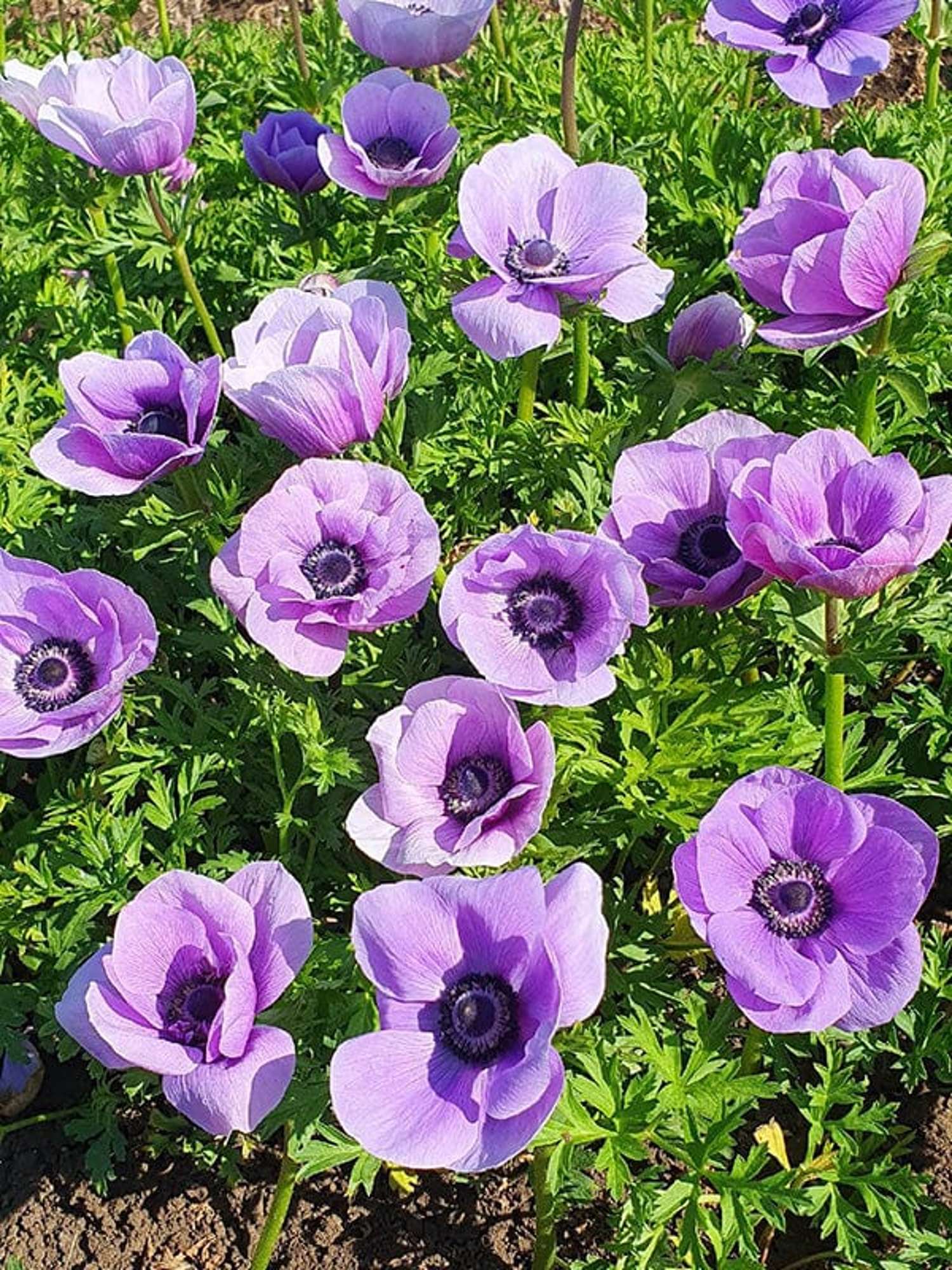 Anémone 'Rainbow Lavender'